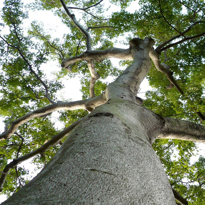 Madeira de Maçaranduba